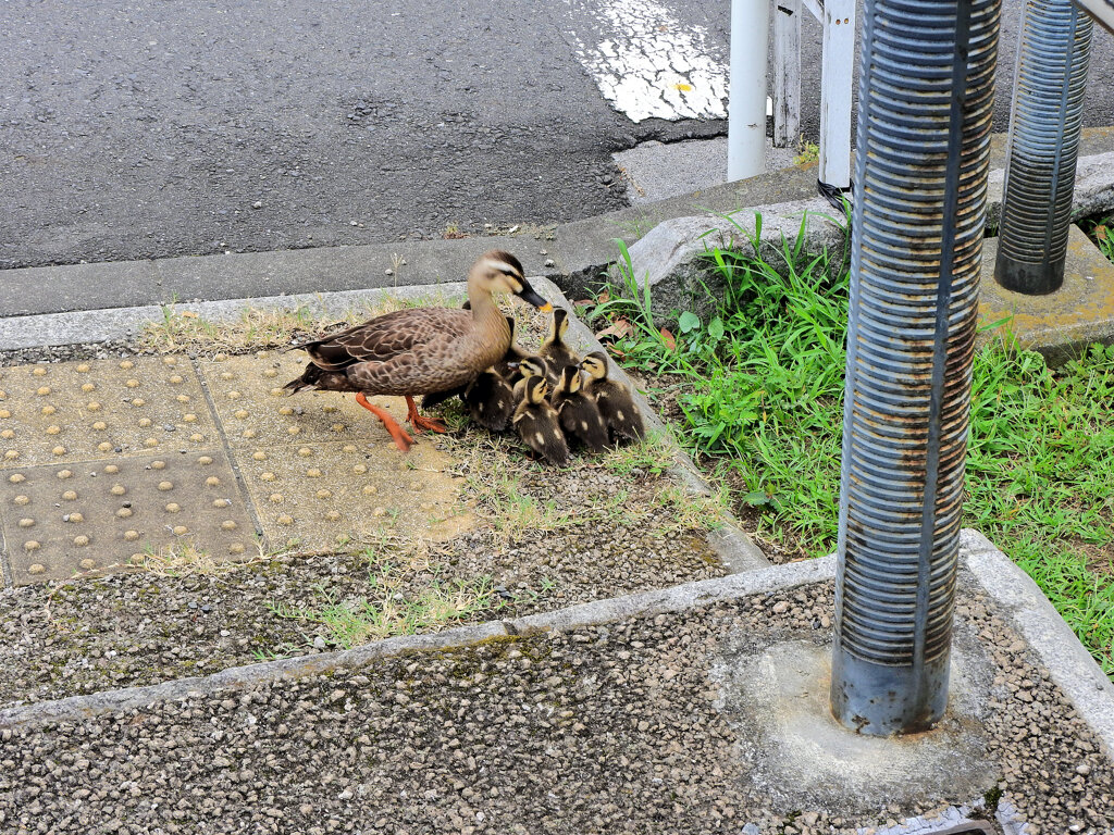 カルガモ一家の移動　３