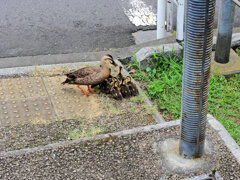 カルガモ一家の移動　３