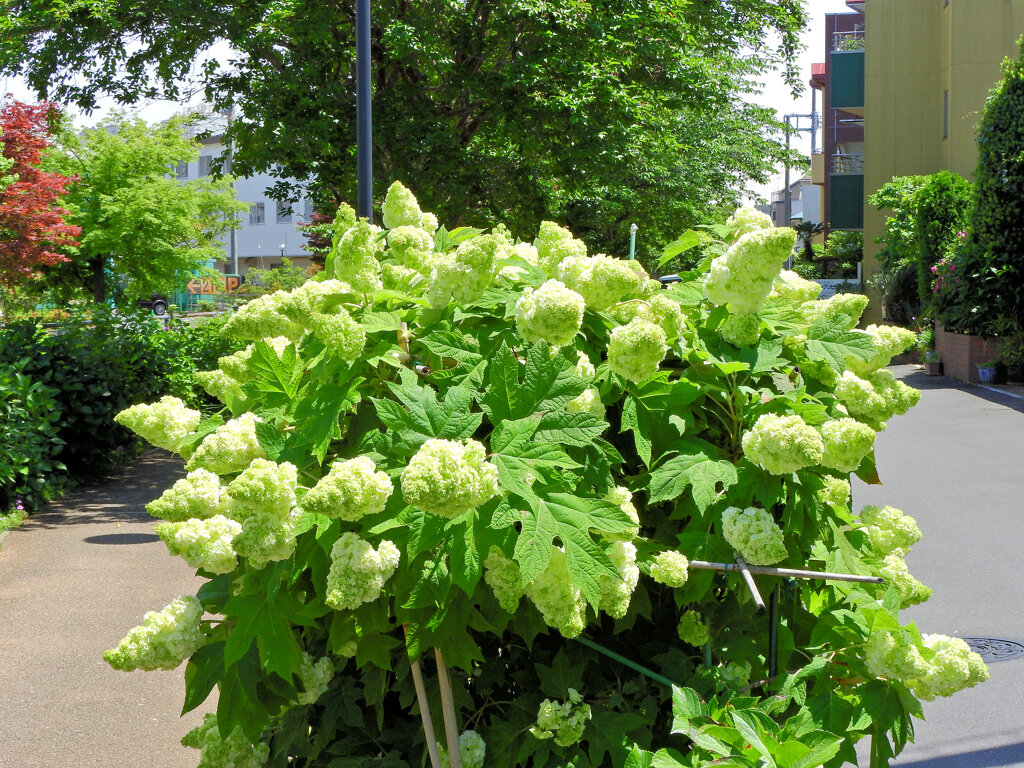 抹茶かき氷　柏葉紫陽花　１