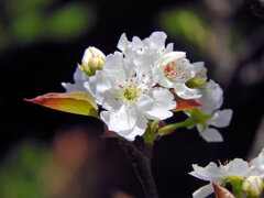 ニホンヤマナシ（日本山梨）の花　④