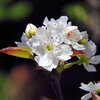 ニホンヤマナシ（日本山梨）の花　④