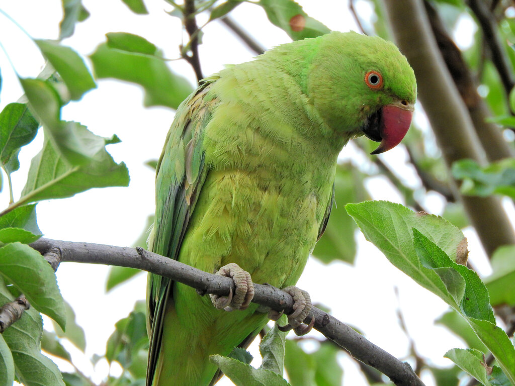 ワカケホンセイインコが林檎を喰い荒らす　６