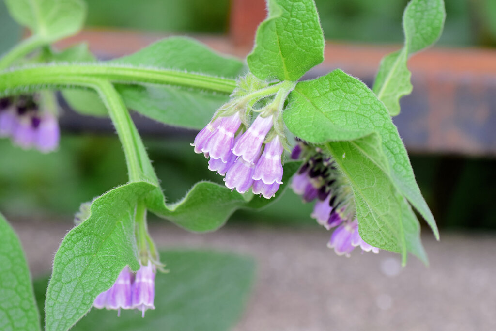 コンフリー   鰭玻璃草、領巾張草（ひれはりそう）２