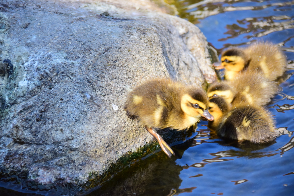 本日は私の誕生日・ｶﾙｶﾞﾓの雛が11羽誕生(=^～^)oうれちっ♪１０
