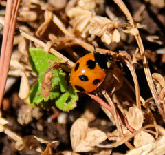 春が待ちきれない・・・てんとう虫さん２