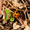 春が待ちきれない・・・てんとう虫さん２