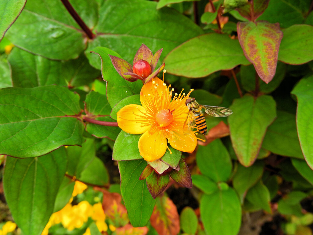 コボウズオトギリ（小坊主弟切）３