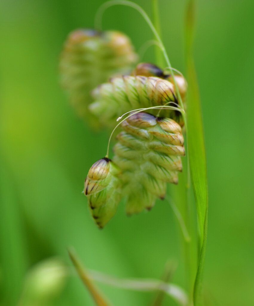 小判草 （こばんそう）５