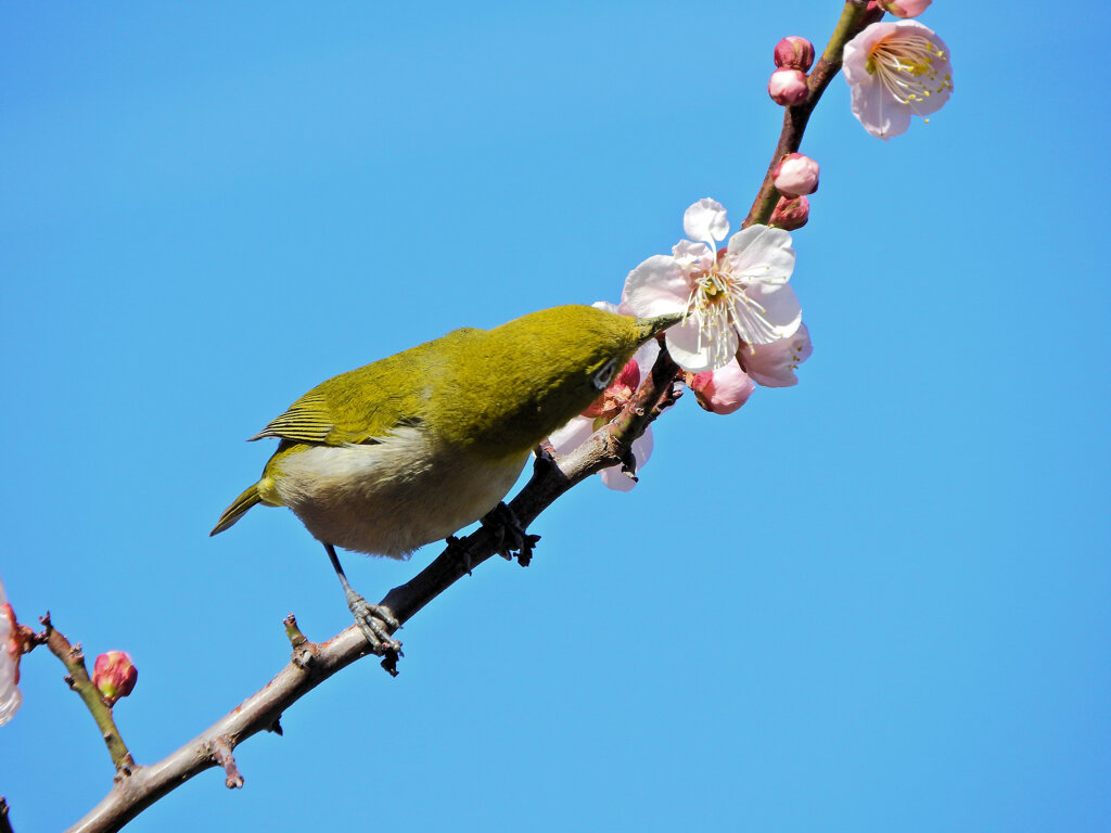 ウメジロー　８