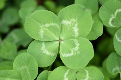 四ツ葉のクローバー１