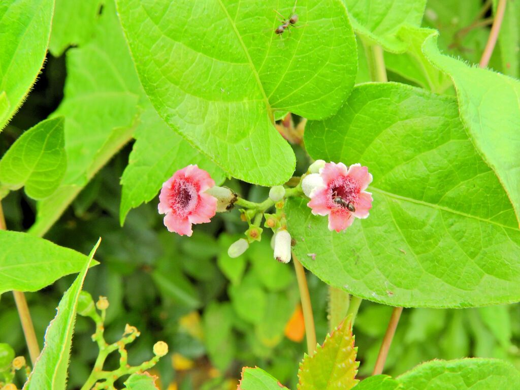 ヘクソカズラ（屁糞葛）の花　１