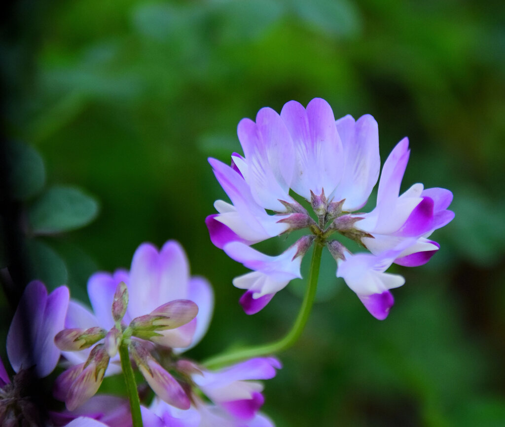 蓮華草　６
