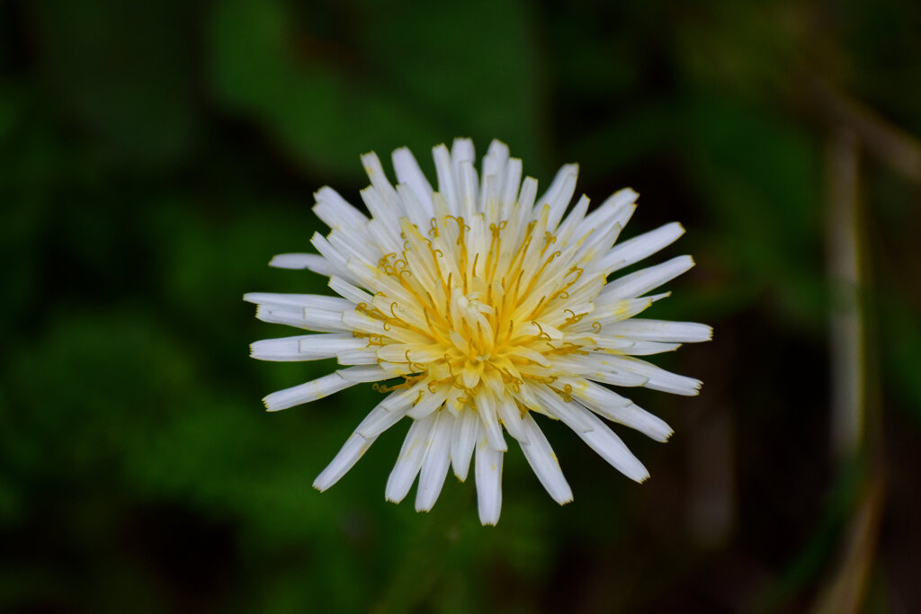 白花蒲公英　７