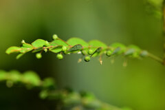 ブラジル小蜜柑草 （ブラジルこみかんそう）実　１