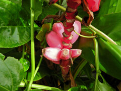 赤実バナナ（ピンクバナナ・アケビバナナ）３