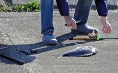 矢上川で釣り人がgetしたお魚は何？　1/5