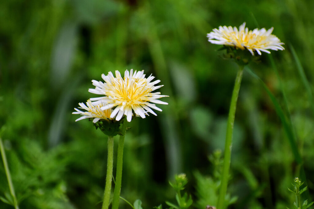 白花蒲公英　１