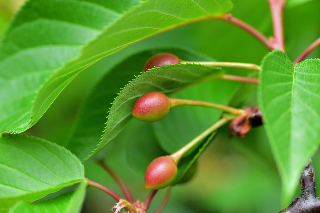 河津桜の実