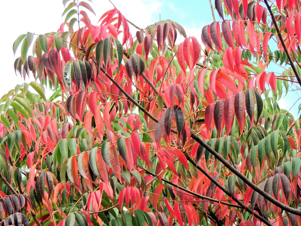 山黄櫨 （やまはぜ）の紅葉　６