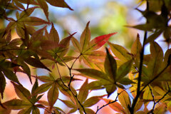 近所のお寺の紅葉　４