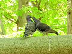 等々力緑地公園で森の鳥居の上で鳩がイチャイチャ♡５