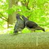 等々力緑地公園で森の鳥居の上で鳩がイチャイチャ♡５