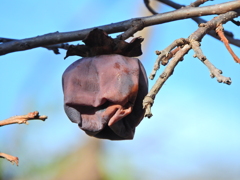 熟柿から婆柿へ・・・(￣◇￣;)　１５