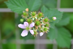 ブラックベリー　６