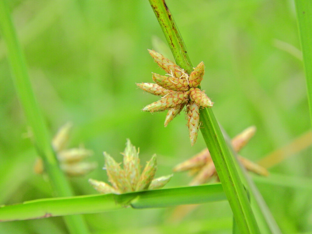 カンガレイ（寒枯藺）　６