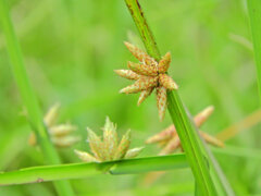 カンガレイ（寒枯藺）　６