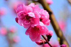 花桃　９