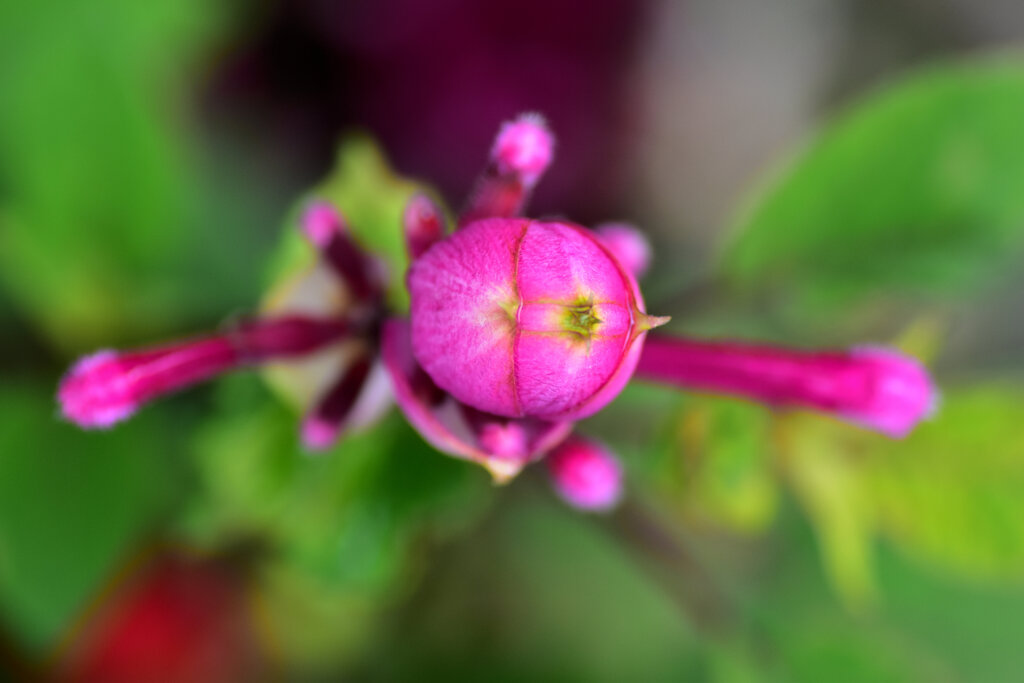 初見の花です　お名前を教えて下さい　6/6