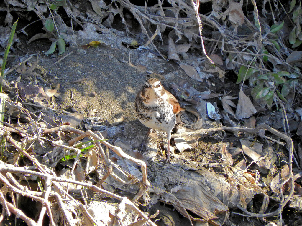 矢上川で　ツグミん♪　２