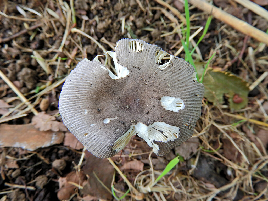 等々力緑地公園・・森で　キノコ　２