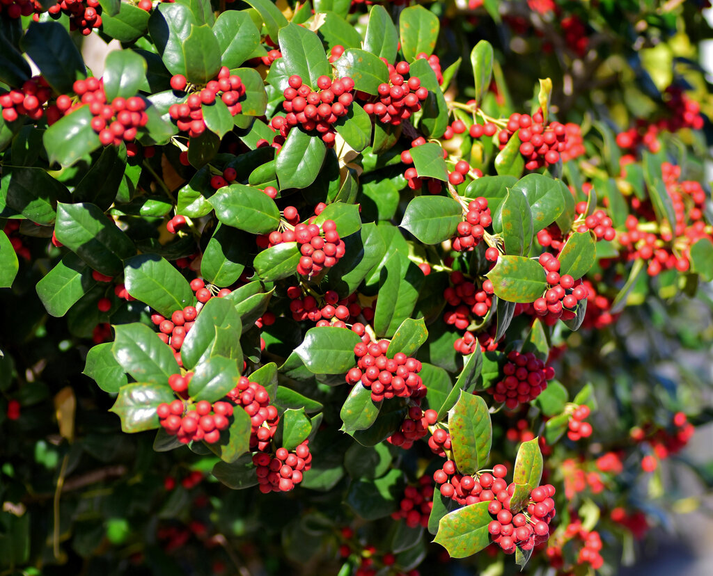 柊黐 （ひいらぎもち）、チャイニーズ・ホーリー、支那柊（しなひいらぎ）３