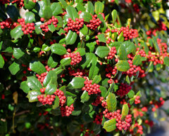 柊黐 （ひいらぎもち）、チャイニーズ・ホーリー、支那柊（しなひいらぎ）３