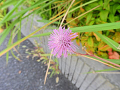ポンポンアザミ　１