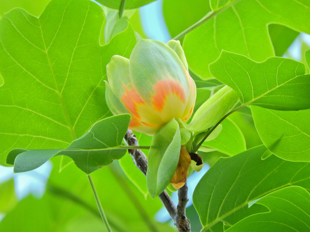 百合の木 （ゆりのき）の花　１