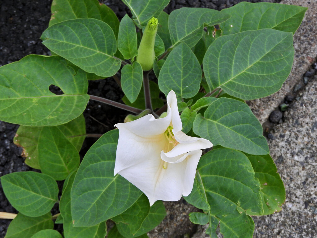 アメリカ朝鮮朝顔  （アメリカちょうせんあさがお）ダチュラ）(Datura)２