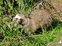 野生の狸さんです　９