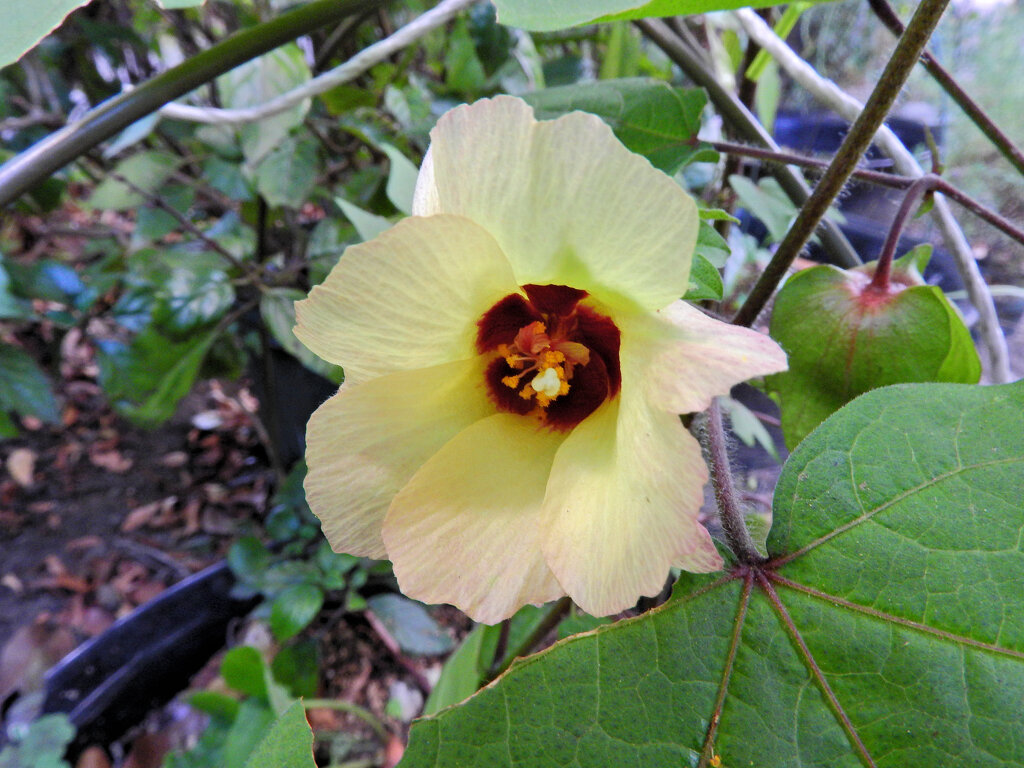 綿 （わた）の花　４