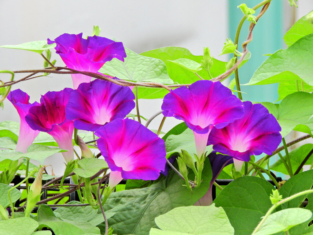 あさがぉおぉ～３