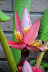 赤実バナナ（ピンクバナナ・アケビバナナ）４