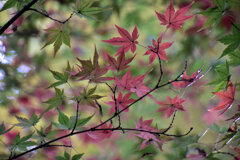 紅葉　１０