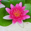 民家の瓶で睡蓮　花　８