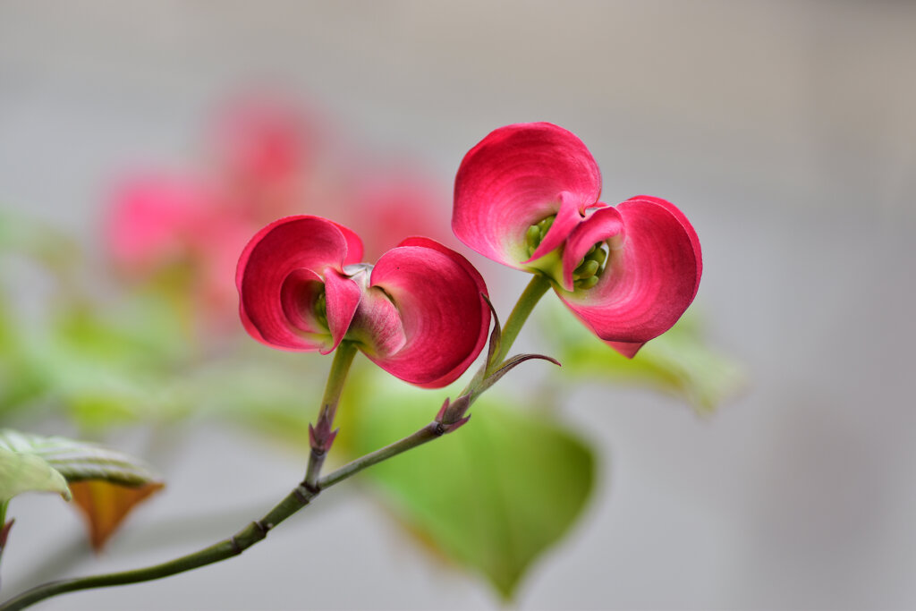 撮り溜めた　花水木　４