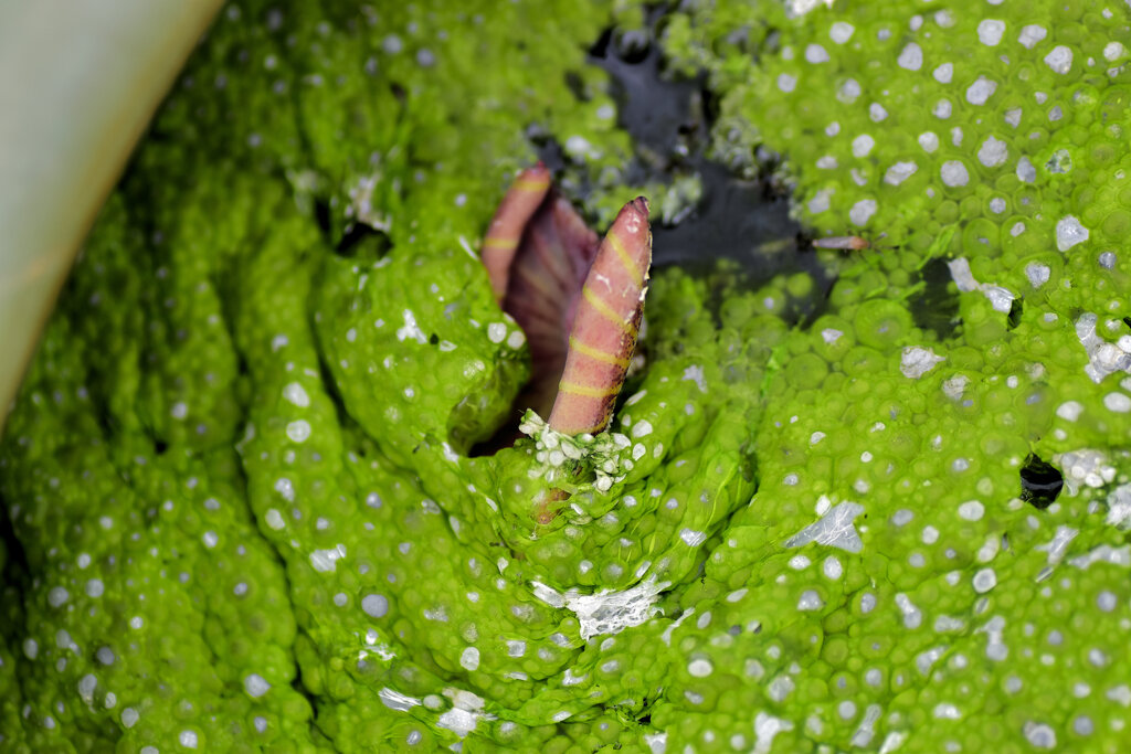 蓮の芽吹き　８