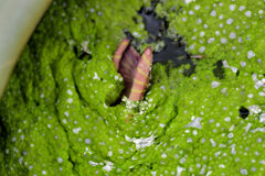 蓮の芽吹き　８