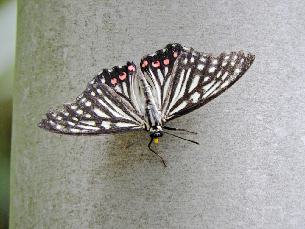 アカボシゴマダラ 　チョウ目　タテハチョウ科　コムラサキ亜科　５