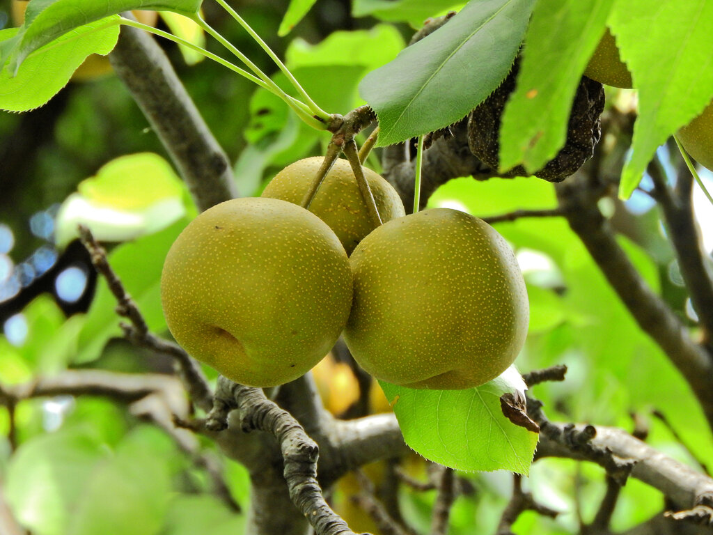 ニホンヤマナシ（日本山梨）の実　６